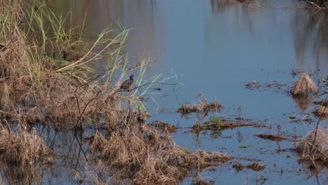 While-perching-on-a-tiny-twig-,-the-Little-Cormorant-Microcarbo-niger-managed-to-let-out-some-poop-as-it-is-being-blown-gently-by-the-wind-in-Beung-Boraphet-lake,-Nakhon-Sawan,-Thailand