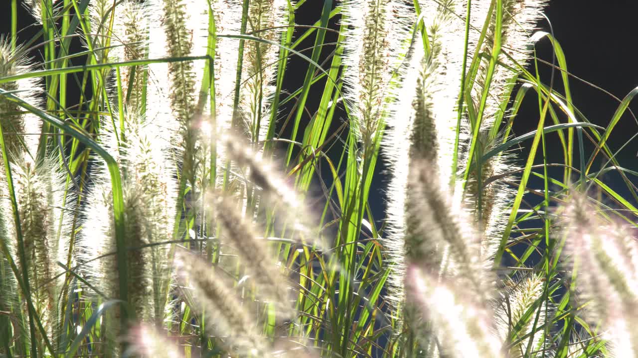 Spighe soffici di erba Pennisetum ondeggiano dolcemente nella calda luce dell'ora d'oro con messa a fuoco selettiva