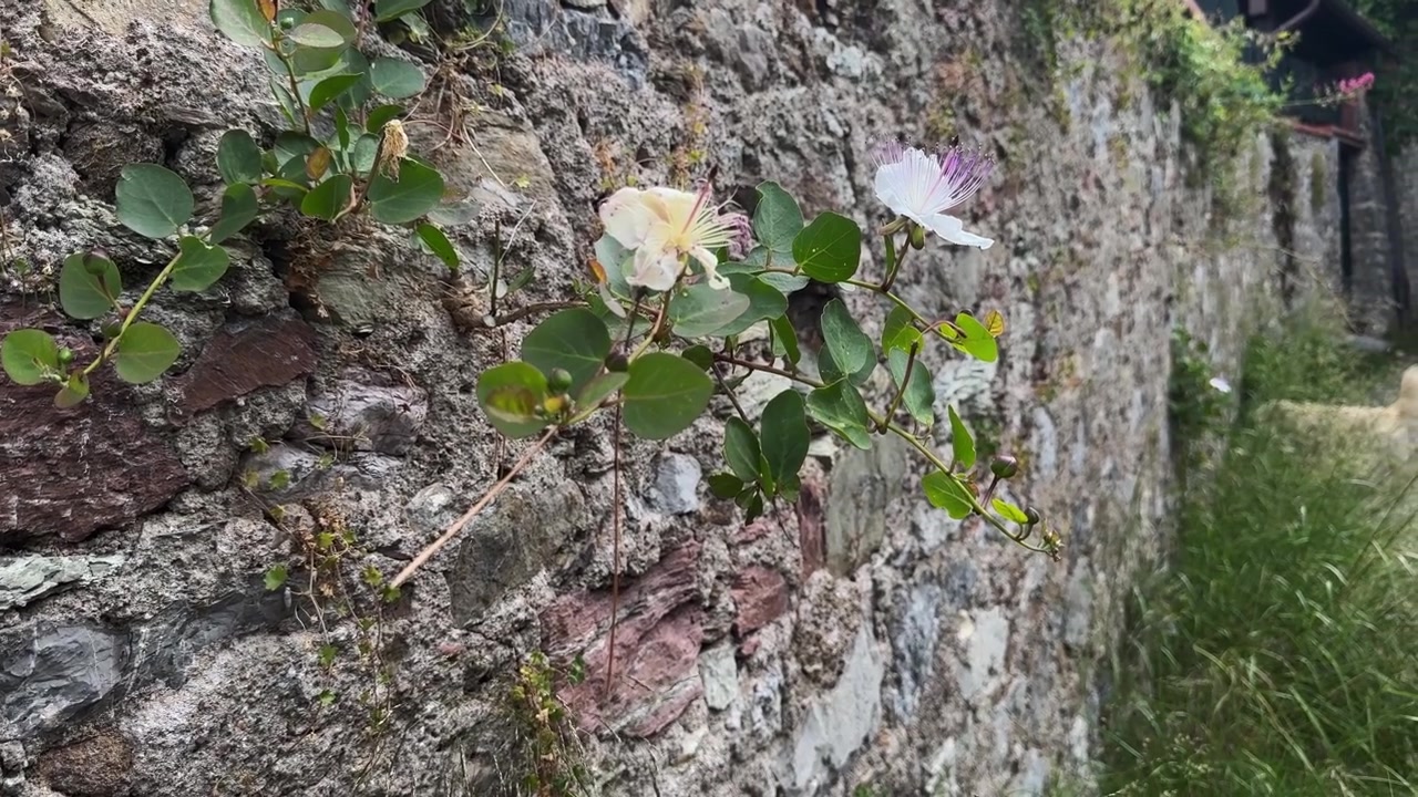 Campo lungo di una pianta di cappero (Capparis spinosa) in fiore su un vecchio muro di pietra in Liguria, Italia, con vegetazione mediterranea selvatica e numerosi fiori.