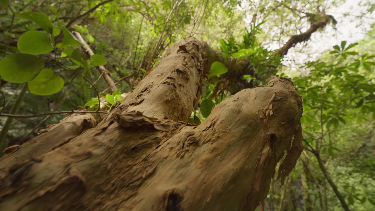 Inquadratura cinematografica che sale lungo il tronco di un albero in una foresta autoctona della Nuova Zelanda