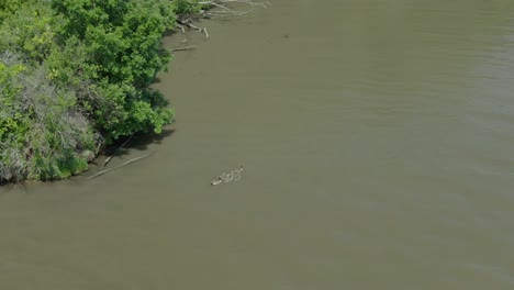 Medium-wide-shot-of-a-family-of-ducks-with-their-young-ducklings-swimming-in-a-calm-water-body