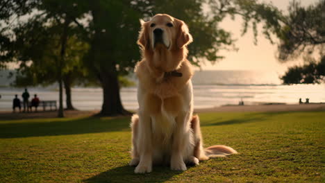 golden retriever dog sitting on grass at sunset near the beach