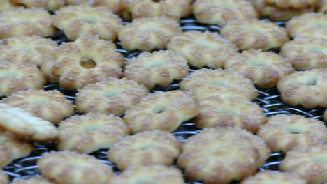 biscuit on production line in industrial