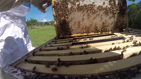 Man-putting-back-in-the-hive-a-honey-frame-with-bees-in-Australia