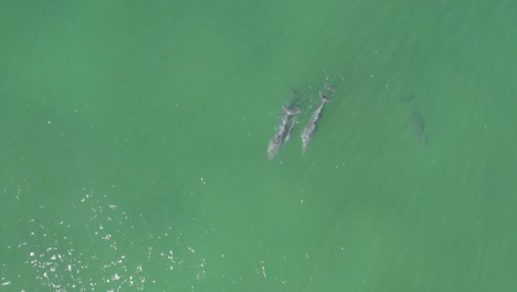 Draufsicht-Auf-Große-Tümmler-Unter-Der-Oberfläche-In-Gold-Coast,-Australien