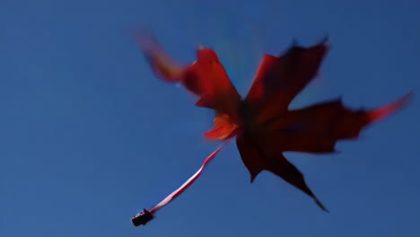 autumn leaf against a blue sky