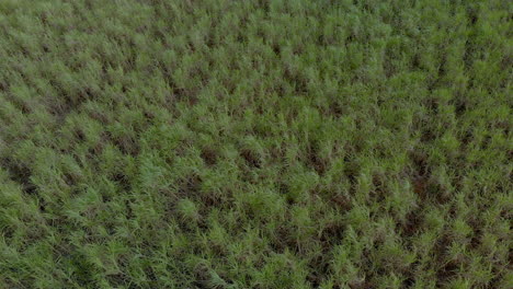 vista aérea de la plantación de caña de azúcar en brasil