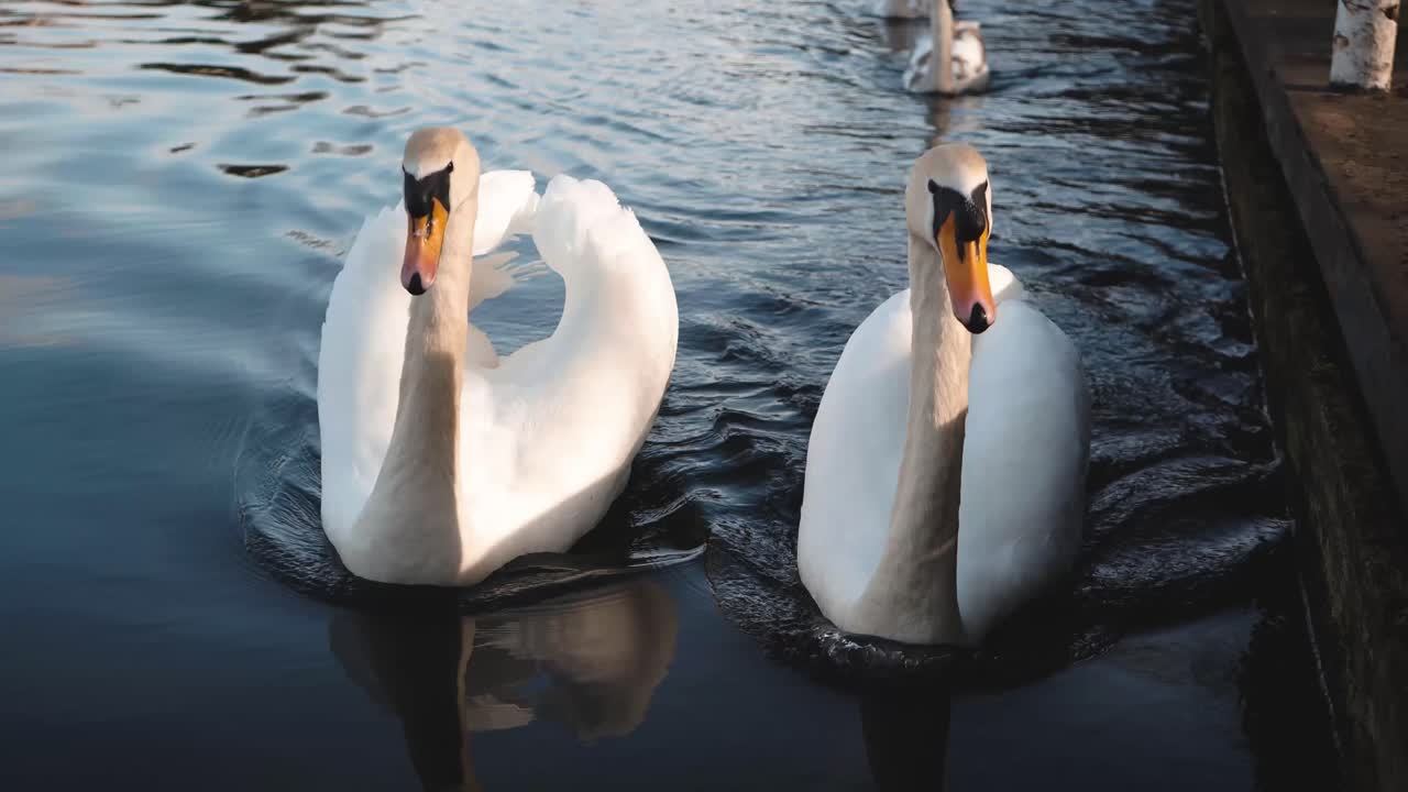 dos cisnes nadando y siguiendo la cámara por el lado de un canal en un brillante día de verano