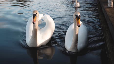 Two-swans-swimming-and-following-the-camera-down-the-side-of-a-canal-on-a-bright-summers-day