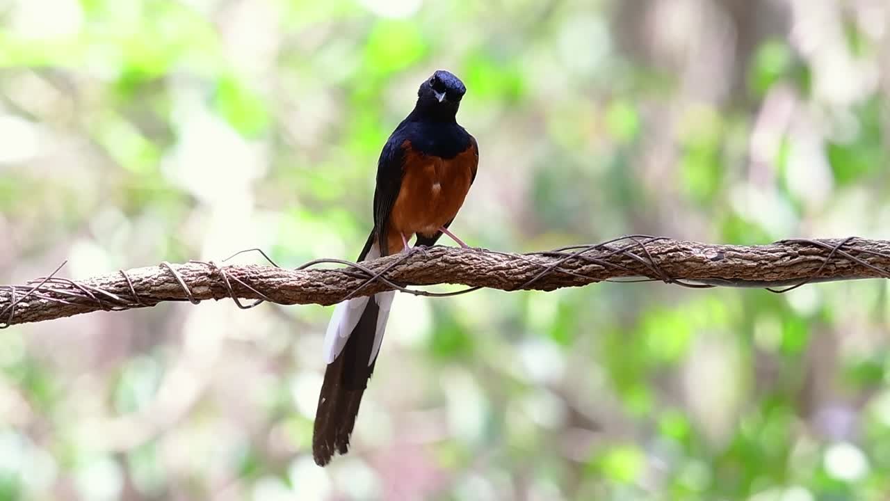 белогрудая шама, сидящая на лиане на фоне лесного боке, copsychus malabaricus, в замедленной съемке