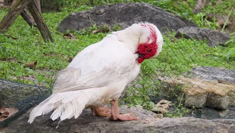pato moscovito blanco