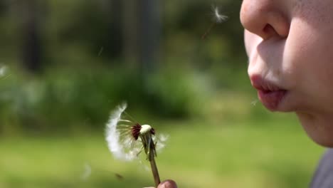 Cámara-Lenta:-Primer-Plano-De-Un-Joven-Caucásico-Que-Sopla-Un-Diente-De-León-En-Un-Césped-Verde-Y-Soleado-Mientras-Las-Cabezas-De-Las-Semillas-Flotan-Hacia-él