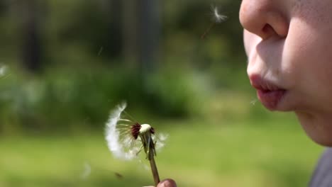cámara lenta: primer plano de un joven caucásico que sopla un diente de león en un césped verde y soleado mientras las cabezas de las semillas flotan hacia él