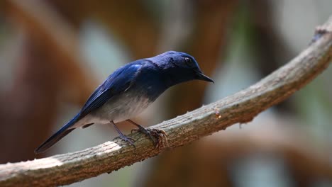 Papamoscas-Azul-De-Hainan,-Cyornis-Hainanus