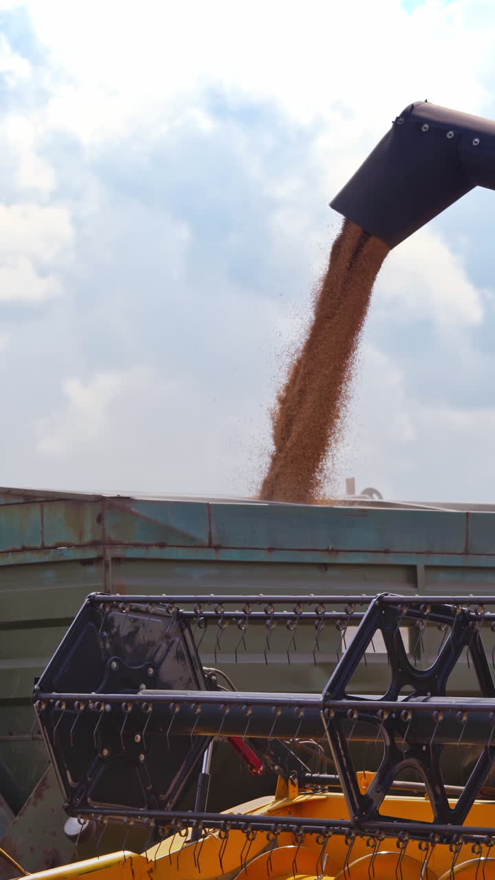 Agricultural machinery during gathering crops. Ripe grains of wheat pouring into the special machine. Close-up process. Agronomy concept. Vertical video