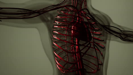 animación médicamente precisa del corazón con venas y arterias