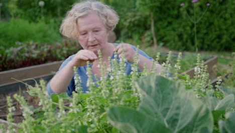 an elderly woman works in the home garden