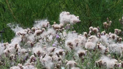 thistles in seed dispersing in the wind