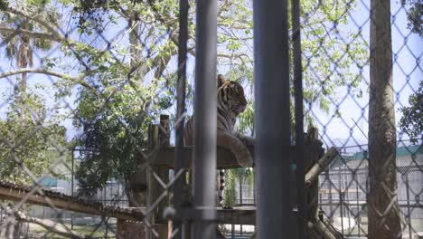 bengal-tiger-licking-chops-through-enclosure-fence-on-platform