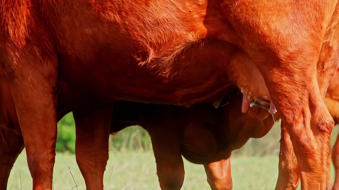 Nyfødt brun kalv drikker mælk fra koens yver på en solrig græsmark