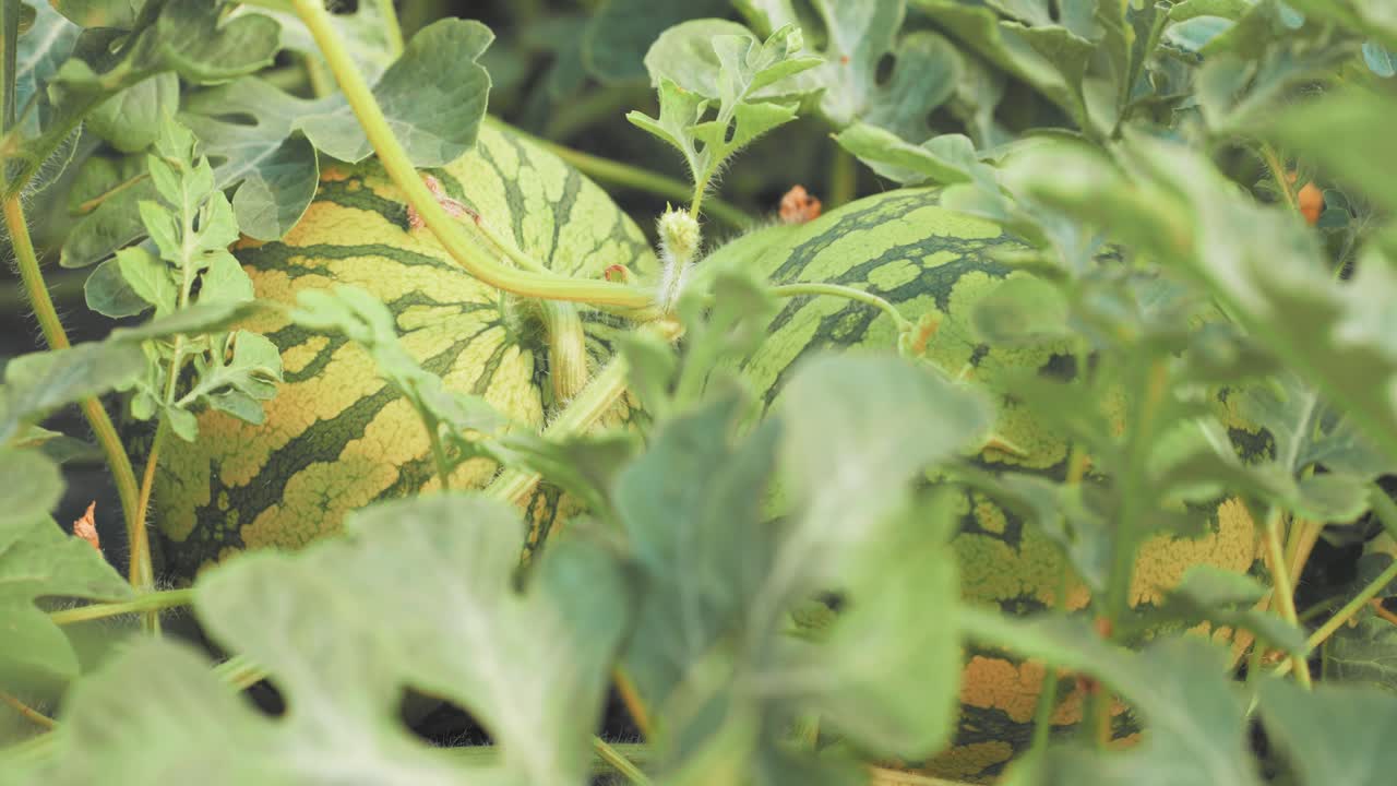Watermelons growing in greenhouse: agriculture and farming