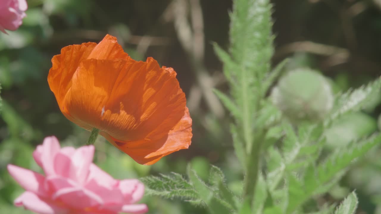 flor de amapola naranja brillante crece rodeada de abundante vegetación