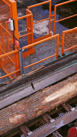 sawmill factory. wood processing plant. top view on a tree trunk on power-saw bench outdoors. vertical video