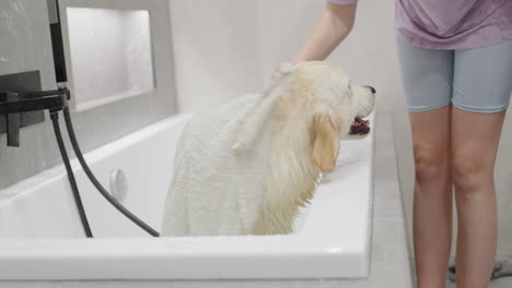 dog bath time