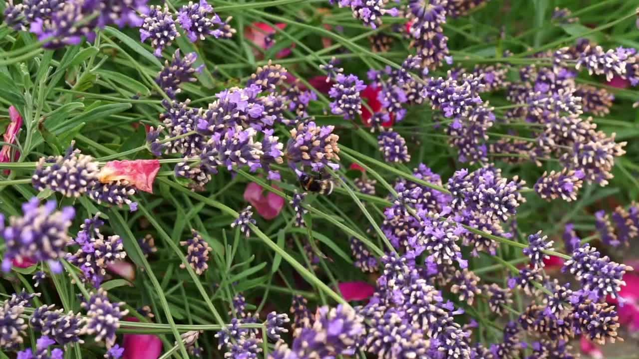 mariposa blanca volando y sentada en un arbusto de lavanda violeta