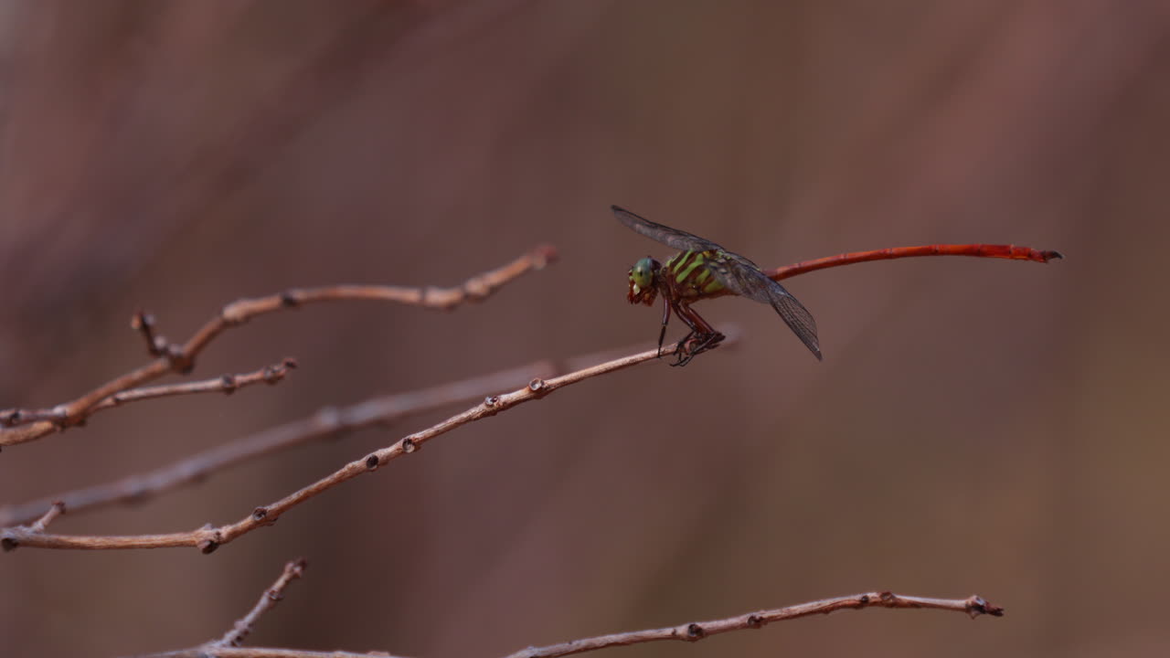 드래곤플라이는 입을 움직이고 있지만 입은 움직이지 않습니다.