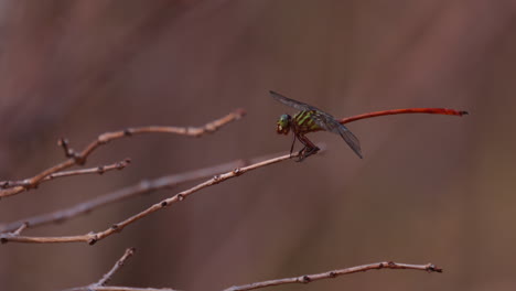 dragonfly moving mouth parts, still, but mouth does move