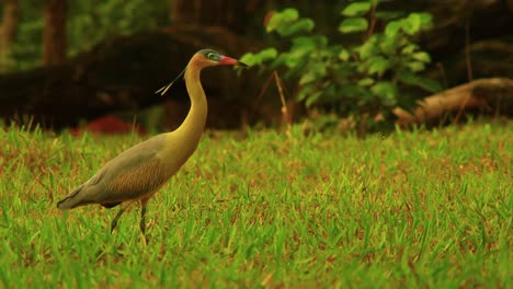 una garza silbadora acechando, cazando y comiendo pequeñas presas acuáticas en la sabana brasileña