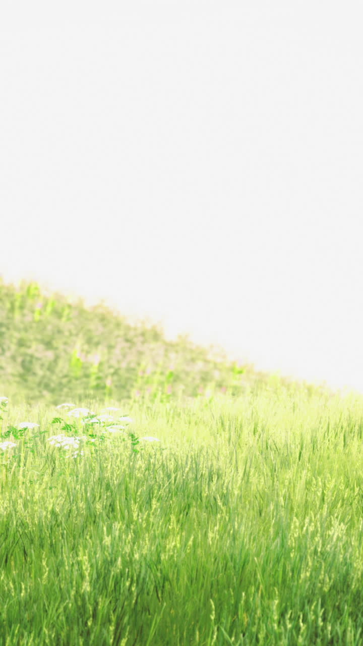 Lush green meadow bathed in golden sunlight during early morning hours
