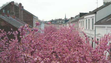 Drone---Aerial-drone-shot-of-the-Kirschbluete-Cherry-Blossom-in-the-Heerstraße-Heerstreet-Breitestraße-Bonn-30p