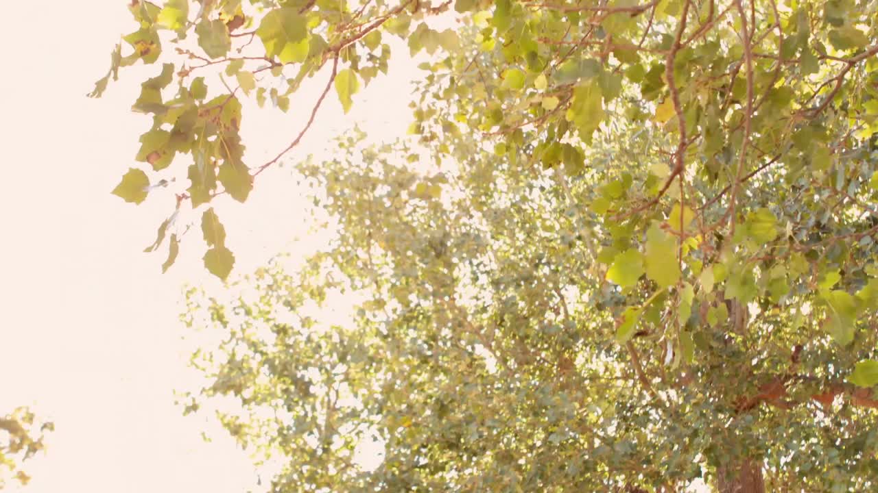 그의 친구들이 맥주를 마시면서 공원에서 기타를 연주하는  ⁇ 스터 남자