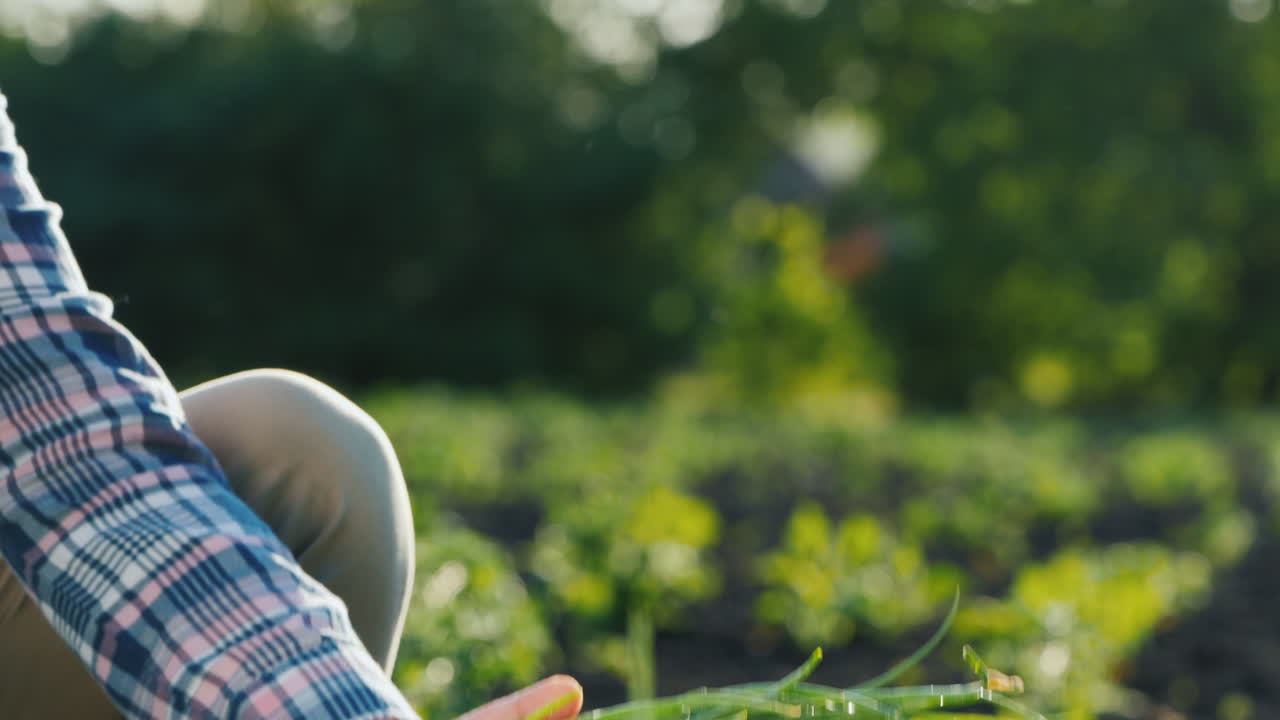 las manos de los granjeros sostienen un puñado de cebollas verdes recién cortadas del jardín