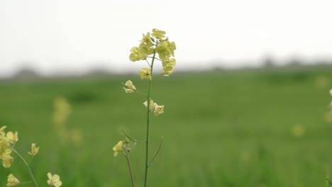 Gelbe-Blütenblattpflanzen-Auf-Dem-Feld