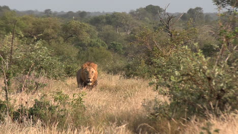 Medium-view-of-male-lion-walking-in-tall-grass-across-savannah-plains-roaring