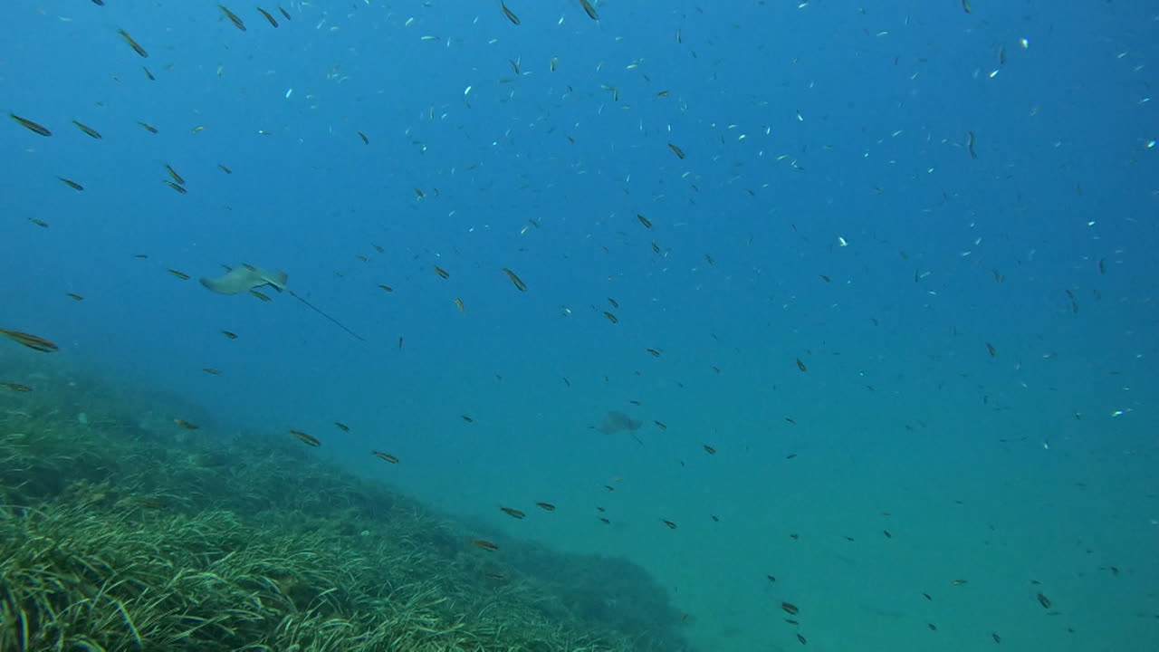 Stingrays in a coral reef underwater environment
