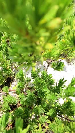 Vertical format — close-up of green beach grass growing in the sand.