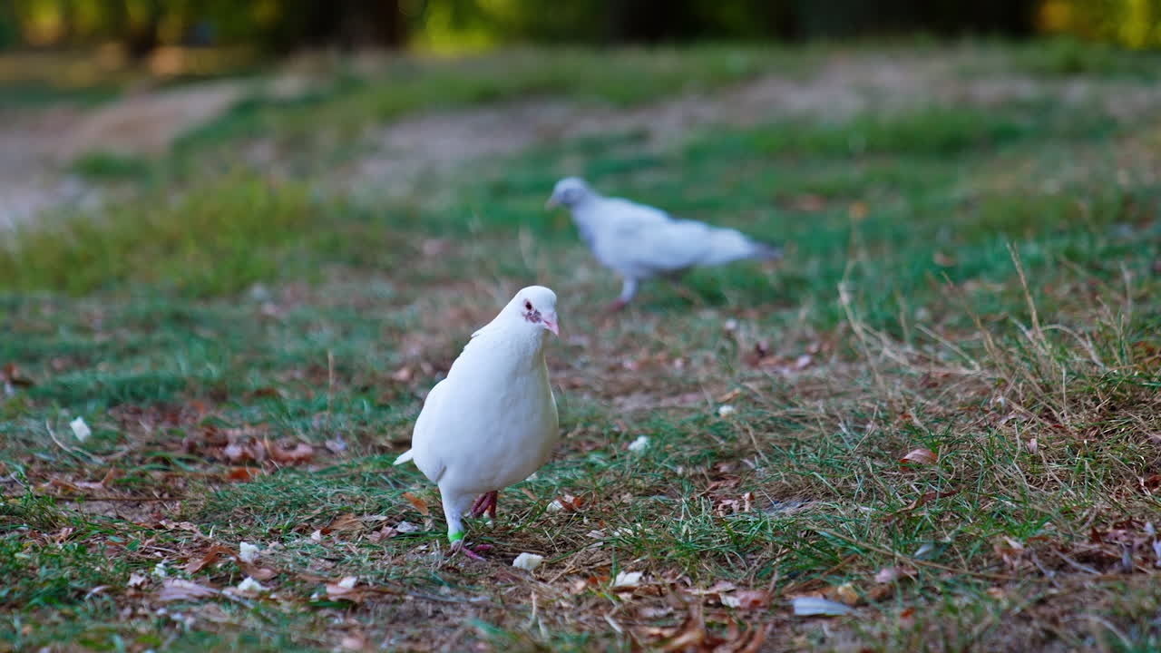 White pigeons with some dark spots on the wings walk outdoors. Wild birds searching for food in the grass. Close up.