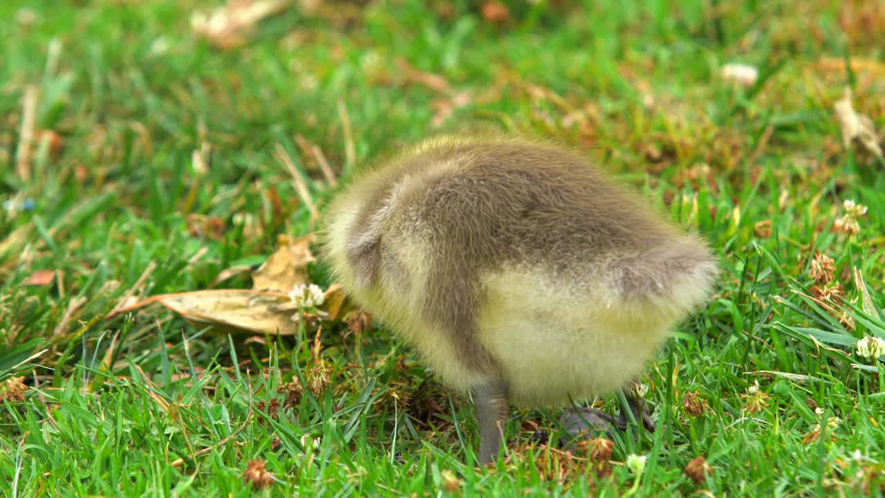 새끼 거위 한 무리가 풀 에서 먹이 를 찾고 있다