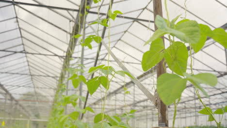 a row of large bean plants grow into the height of a dutch greenhouse