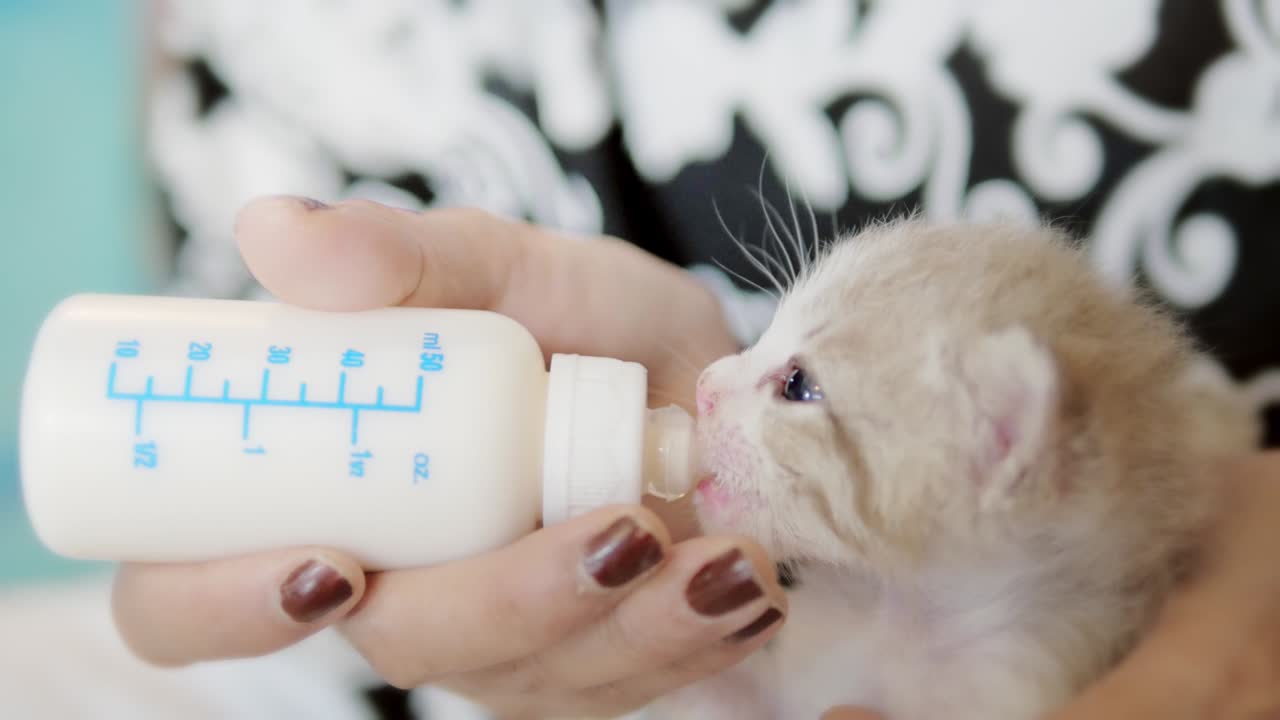 la alimentación del gatito