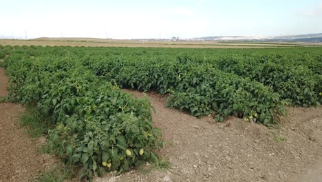 Line-of-Tomato-Bushes-City-Background