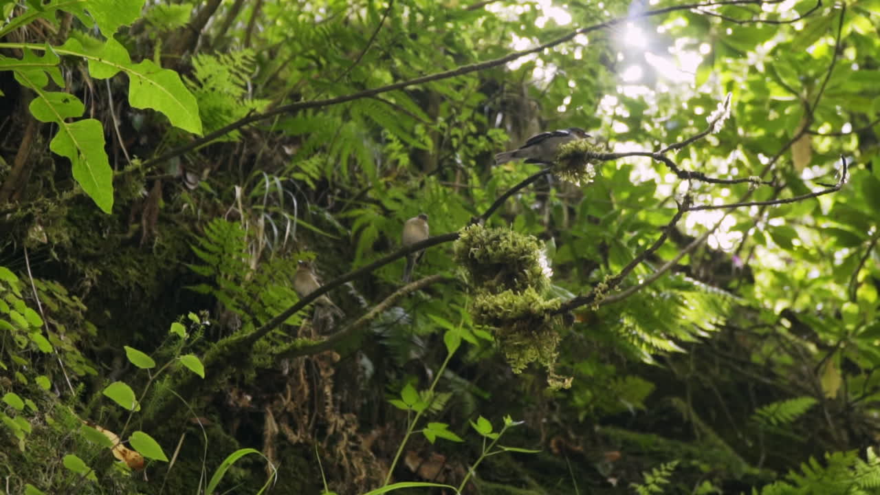 작고 다채로운 새들은 열대 우림의 머리 위 나뭇가지에 앉아 슬로우 모션으로