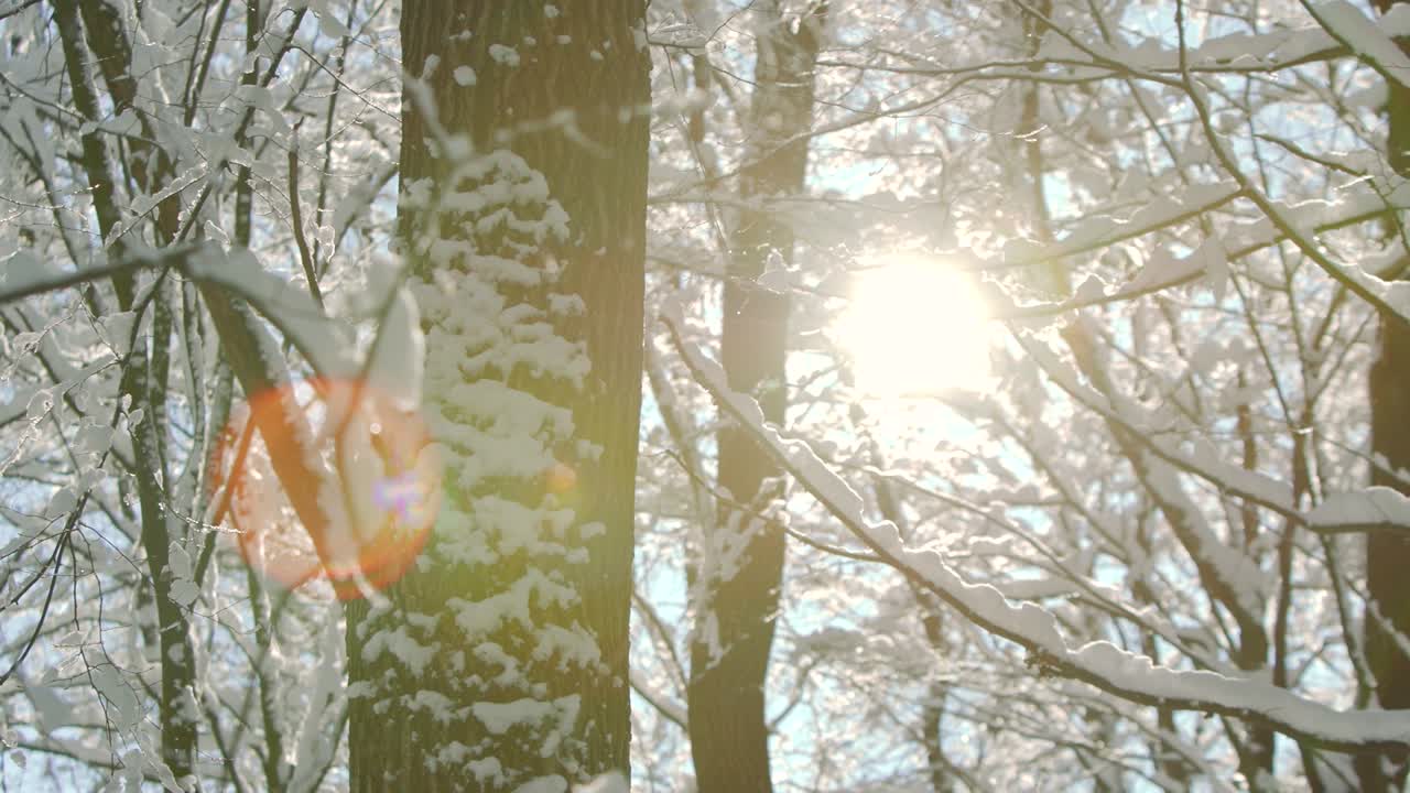 아침의 얼음, 겨울의 숲, 겁에 질린 마녀, 눈의 두꺼운 층.