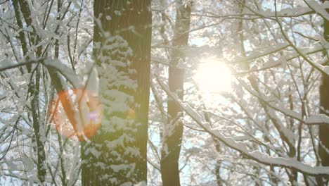 morning frost winter forest cowered witch thick layer of snow