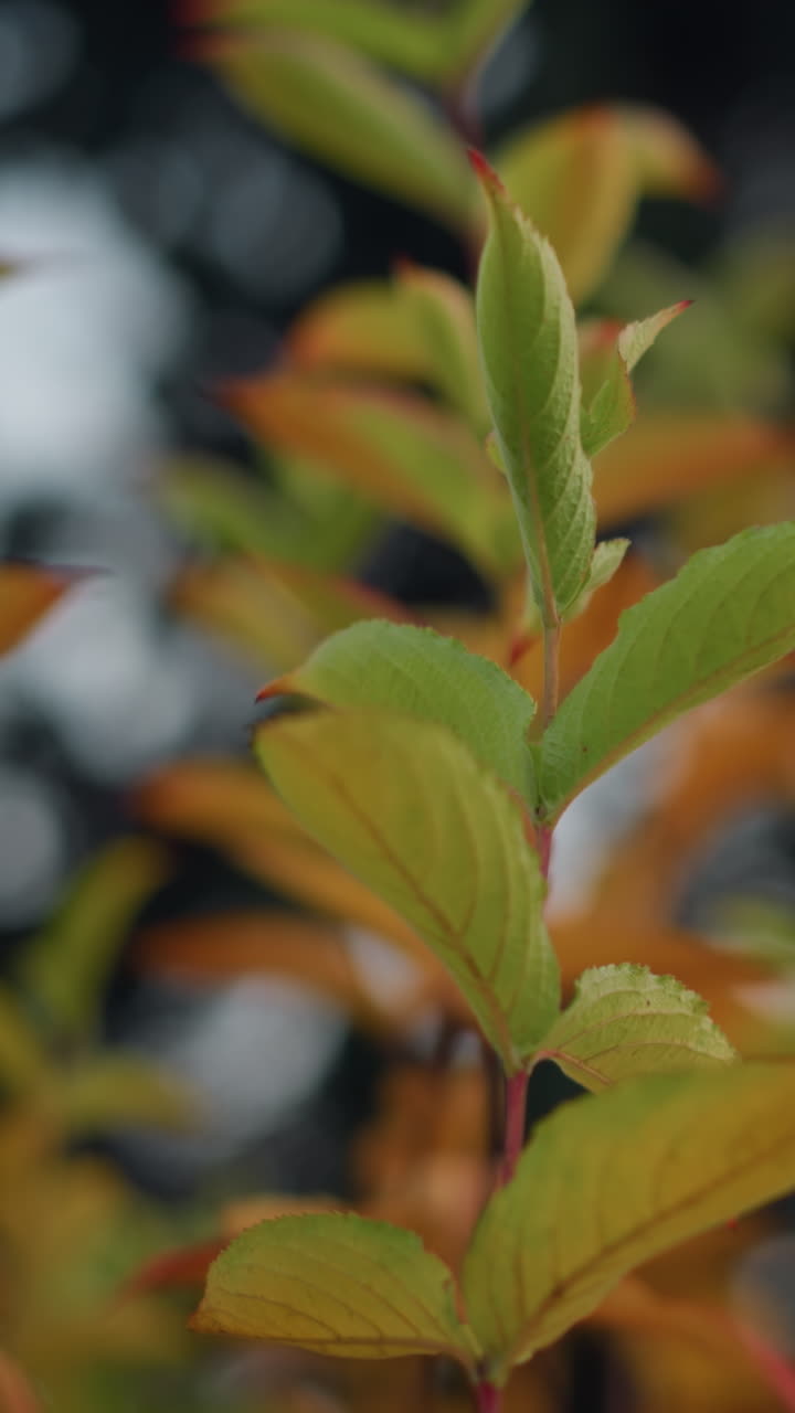 primer plano de hojas de otoño verdes y doradas vibrantes balanceándose suavemente en el viento, iluminadas por la suave luz del sol, una escena de naturaleza pacífica con un fondo borroso