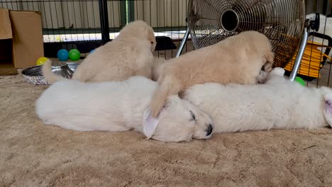 golden retriever pups trying to find space amongst litter to lay down near floor fan